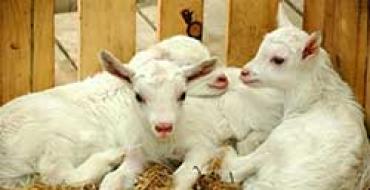 Бізнес-план козячої ферми Бізнес план по розведенню кіз