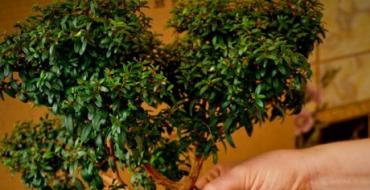 Typer bonsai som kan dyrkes hjemme Bonsai myrt hjemmepleie