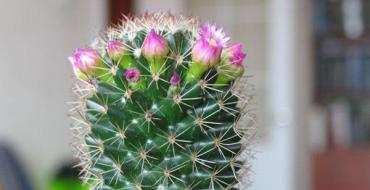 Lære å transplantere kaktuser på egenhånd hjemme Når kan du transplantere kaktuser
