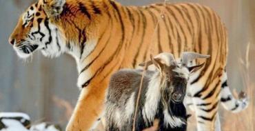 Совместимость Тигра и Козы (Овцы): хищник и жертва, как найти взаимопонимание?